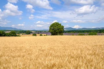 Paysage de Provence en été, champ de blé, et champs de lavande. 