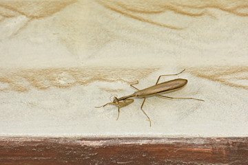 brown praying mantis above a doorway