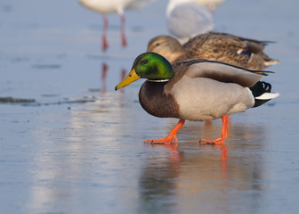 Mallard Duck