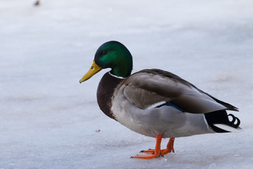 Naklejka na ściany i meble Mallard Duck, male on ice