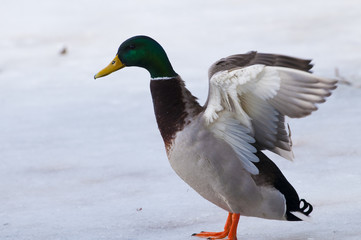 Mallard Duck, Male