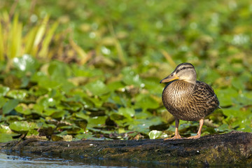 Mallard Duck Female