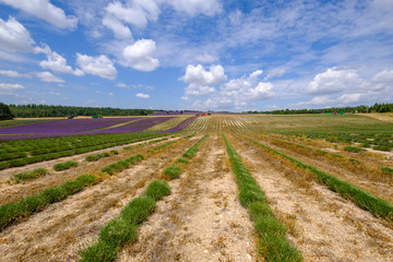 Fototapeta na wymiar Récolte de lavande. Grand champ de lavande, une prtie déjà coupée. Provence, France. 