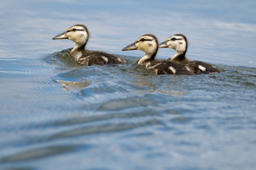 Ducklings on water