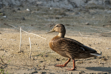 Mallard Duck Female