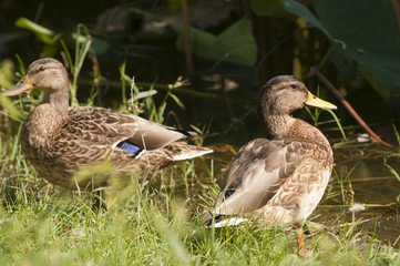 Mallard Duck resting on a floating island
