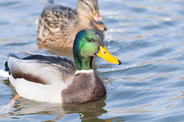 Mallard Duck Drake