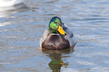 Mallard Duck Drake