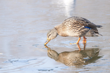 Mallard Duck on ice