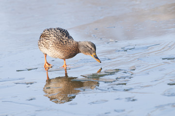 Mallard Duck on ice