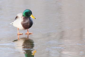 Mallard Duck Drake