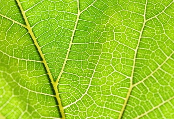 Leaf texture abstract background with closeup view on veins