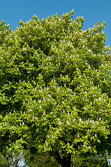 Blühende Kastanienbäume