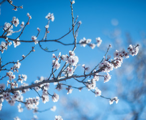 Beautiful almond tree flowers