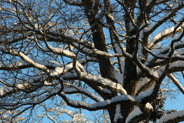 Snowy trees against a blue sky