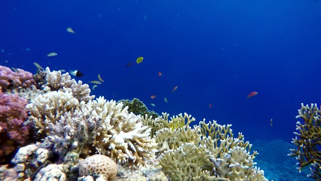 Coral reef and beautiful fish.  Underwater life in the ocean.