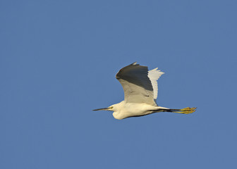 Little Egret (Egretta garzetta), Greece