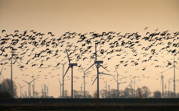 Wildgänse vor einem Windpark, migratory birds, Ostfriesland,18012.jpg