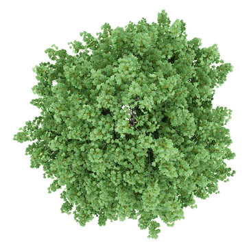 top view of tulip tree isolated on white background