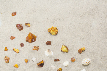 pieces of amber and shells on a sandy beach.