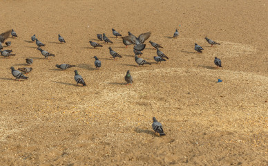 group of pigeons at marina beach chennai india