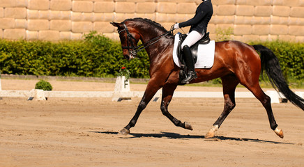 Horse in close-up in a dressage gait step Travers.