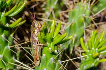 grasshopper on cactus