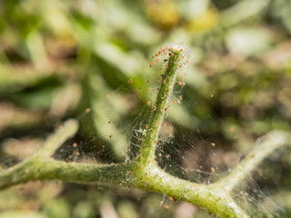 Pests on the tomato