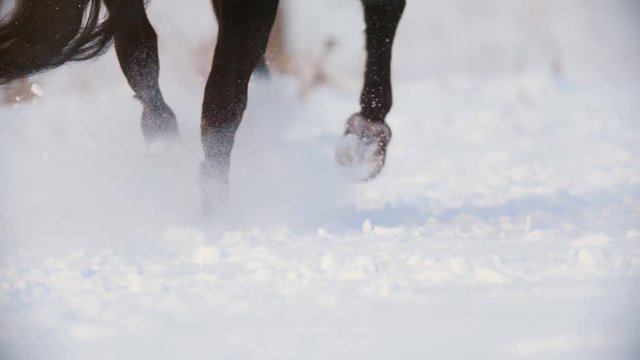 Close-up of horse hooves galloping through the snow