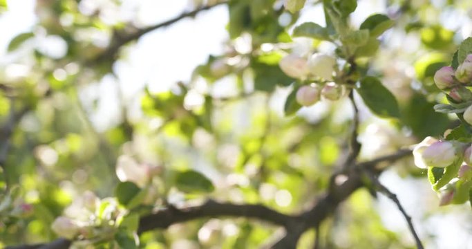 Slow motion of of apple tree with pink flowers in a garden