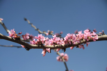kwitnąca gałązka judaszowca wiosną w drobnych różowych kwiatach