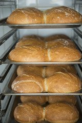 A lot of ready-made fresh bread in a bakery oven in a bakery. Bread making business. Fresh bread.