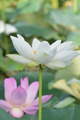 Macro details of Japanese White Lotus flowers at garden