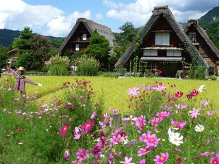 案山子が見守る合掌造り集落。白川郷。岐阜　日本。9月初旬。 © 義美 前田