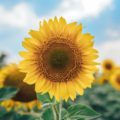 Sunny sunflower in the meadow