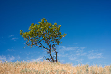 wild tree in the meadow