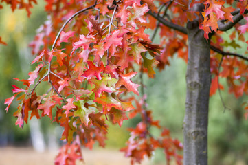Quercus coccinea red leaves during autumn season, ornamental tree