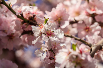 Fototapeta na wymiar Almond or apple tree blooming in spring, blur background, close up view with details