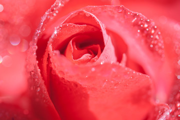 Kwiat róży z kroplami porannej rosy 