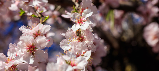 Springtime. Honey bee gathering pollen from almond tree blossoms