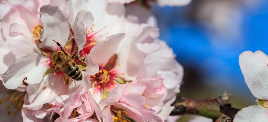 Springtime. Honey bee gathering pollen from almond tree blossoms, blue sky background, banner