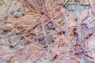 frozen wet leaves