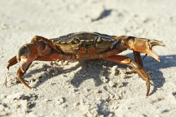 Shore Crab (Carcinus maenas)