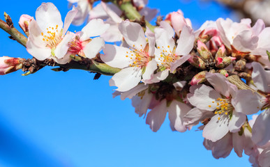 Almond or apple tree blooming in spring on blue sky background, close up view with details