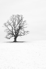 Fototapeta premium Single tree in a snow white English landscape