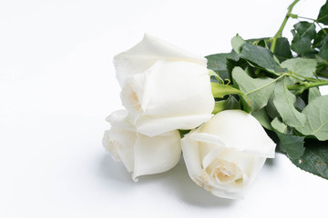 White roses on a white