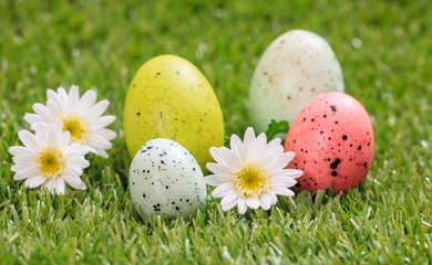 Easter eggs and white daisies on green grass, close up view