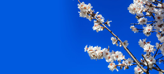 Almond or apple tree blooming in spring on blue sky background, close up view with details