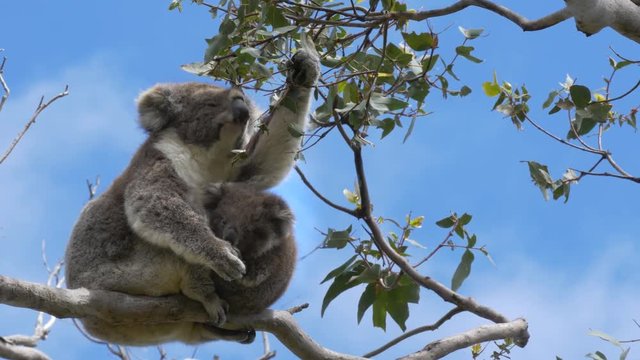 mother feeding and a baby koala looking at the camera at cape otway on the great ocean road, victoria