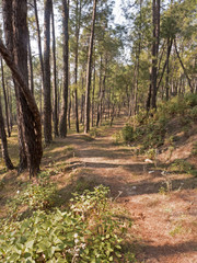Obraz premium Wanderweg im Kumaon Uttarakhand Indien 